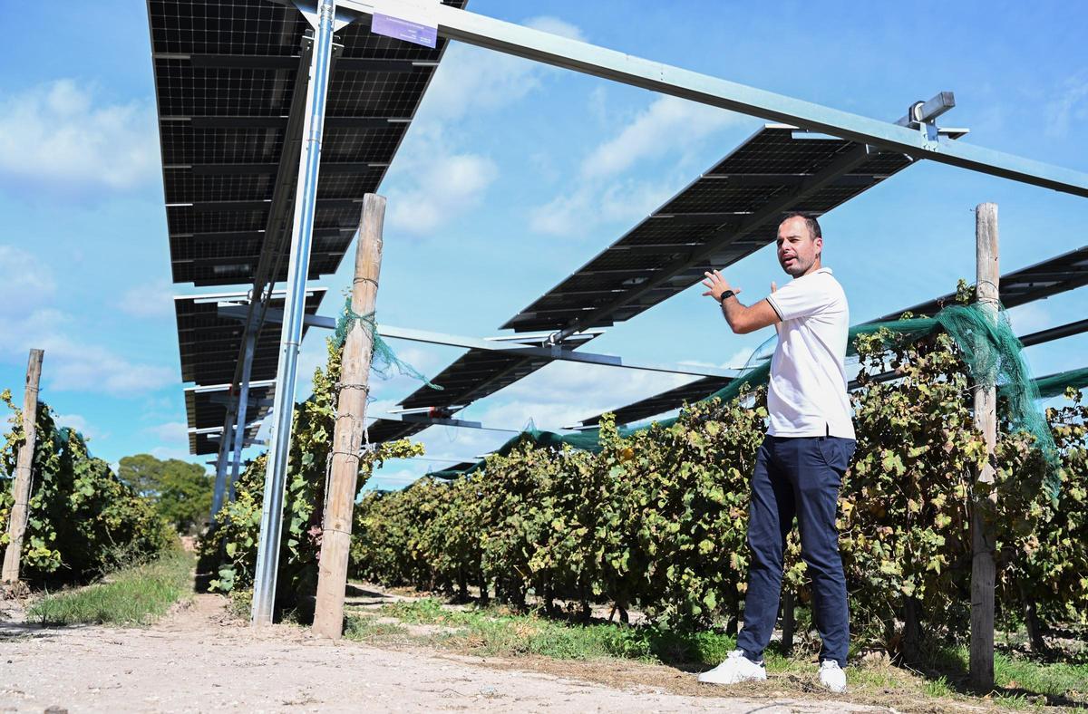 Abraham Zuazo, ingeniero  de PowerfulTree, en una planta solar en la bodega Casa Sicilia de Novelda.