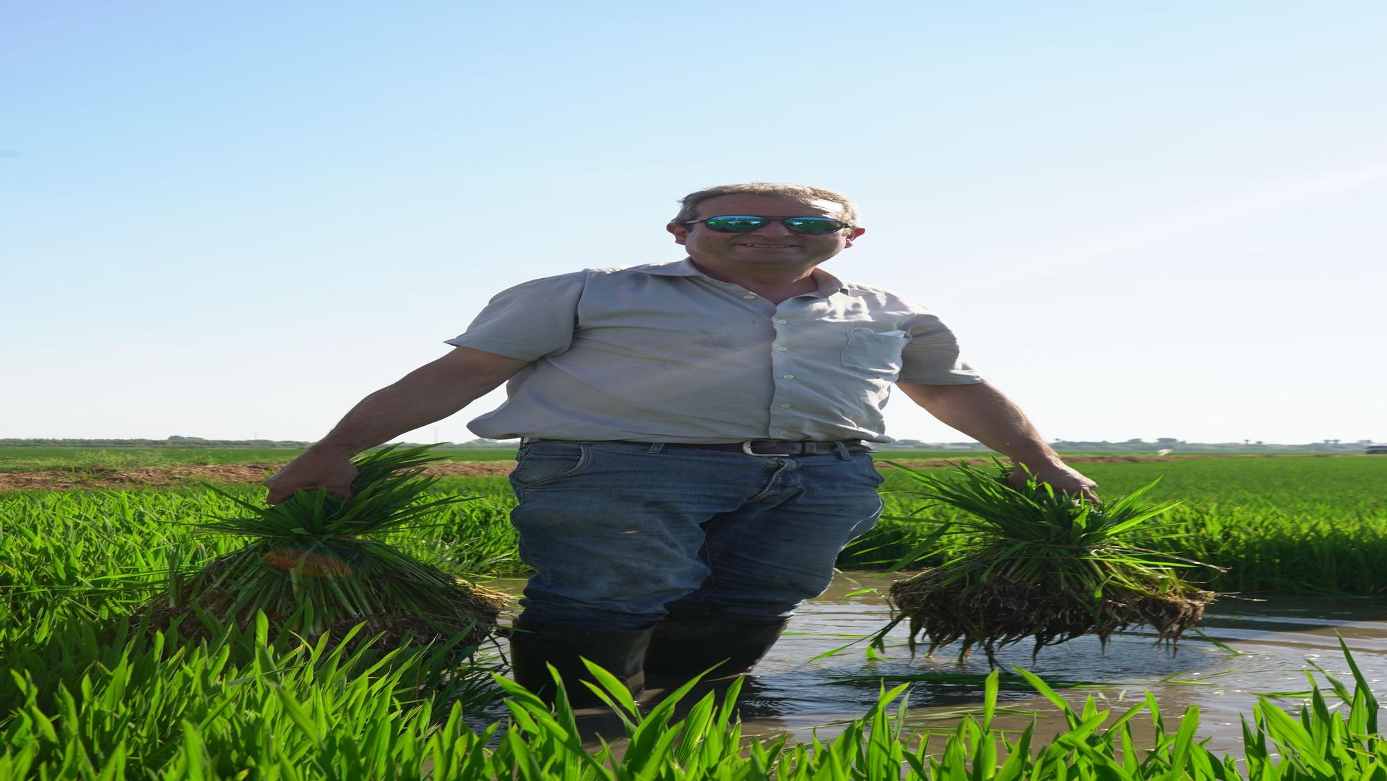 Turismo arrocero: así se puede conocer cómo se planta el arroz de l'Albufera