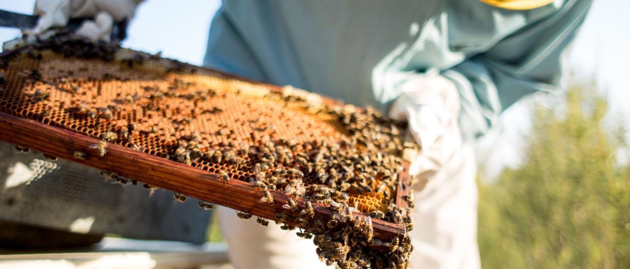 Un apicultor examina una colmena.