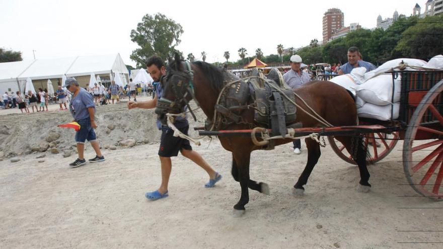 Emoción en el tiro y arrastre