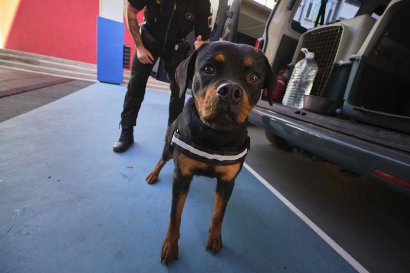 Presentación de la nueva cachorra del grupo de guías caninos de la Policía Local de Santa Cruz de Tenerife