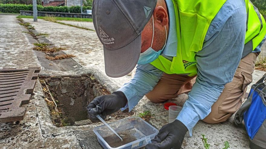 Más de un millón de euros contra las plagas en el municipio de Murcia