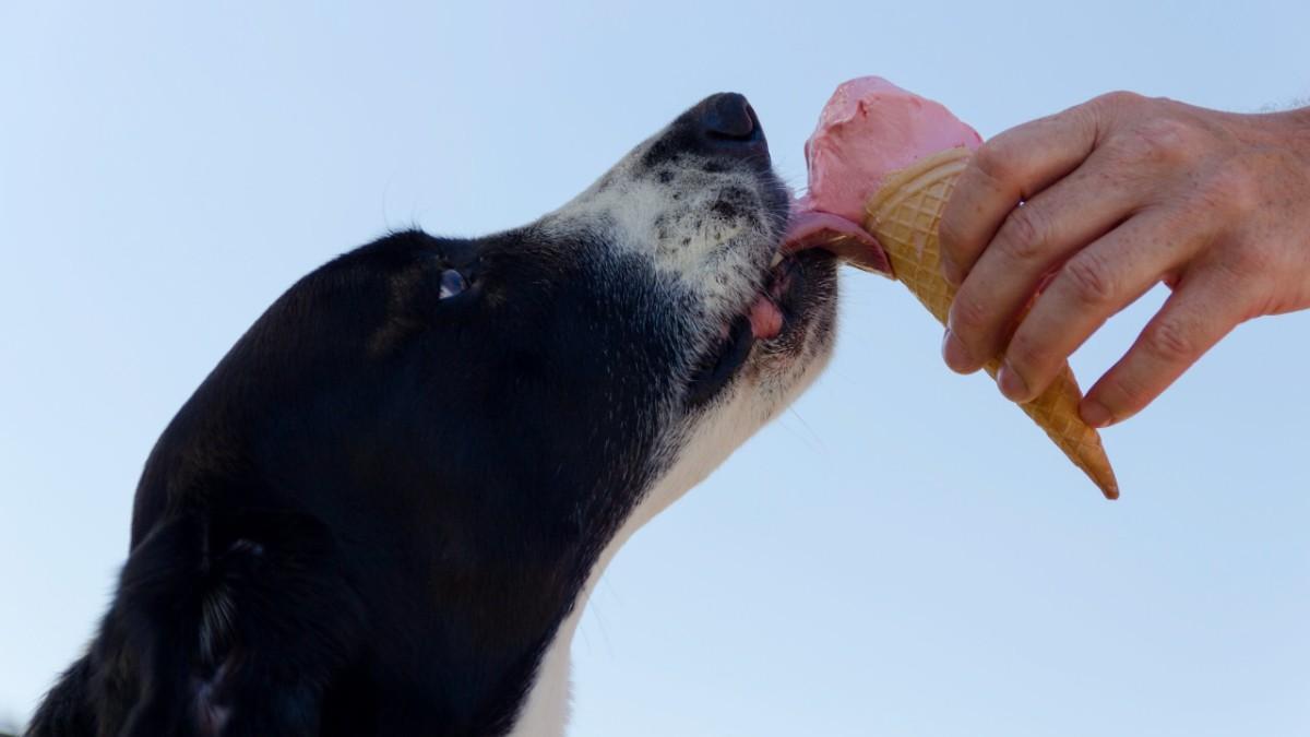 4 recetas de helado para perros: cómo hacer estas recetas fáciles y sanas para refrescar a tu mascota (portada)