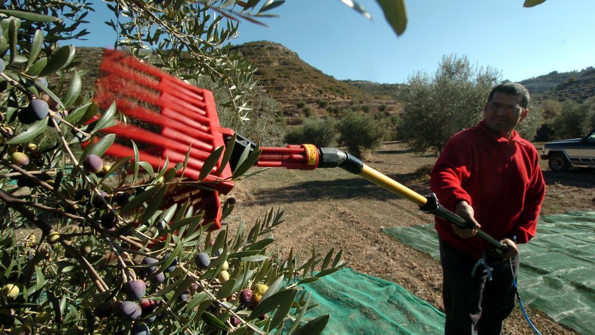 Un productor recoge aceitunas. El Maestrat y el Alto Palancia son las principales zonas productoras de Castellón.