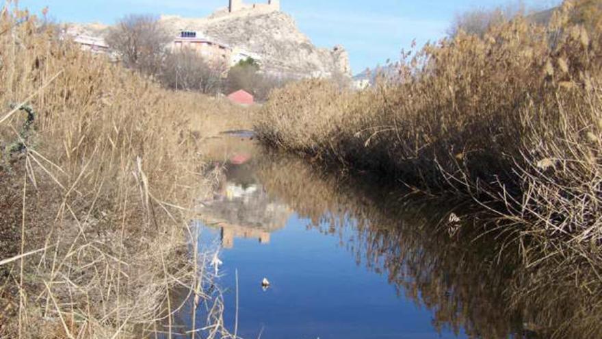 El ciclo del río Vinalopó llega a Pinoso y se une al &quot;Fartet&quot;