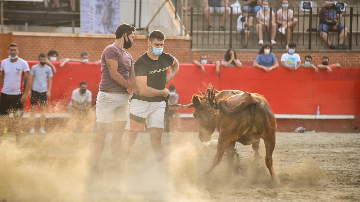 Una imagen de las exhibiciones que se han realizado esta tarde, protagonizadas por las reses de Marqués de Saka.