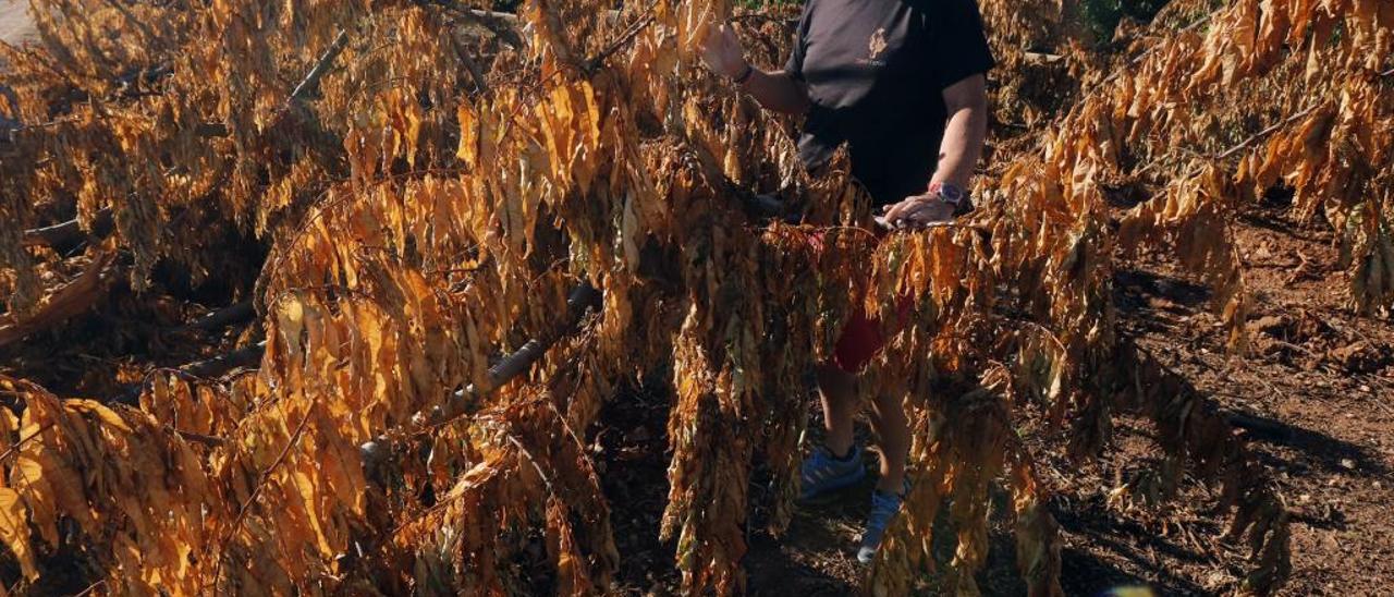 Enrique Machí, en uno de sus campos en la Barraca de Aigües Vives, tras cortar la plantación en una imagen de esta misma campaña.