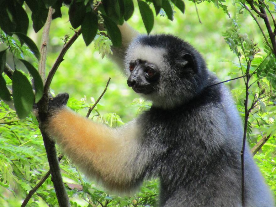 ¿Debe intervenir el ser humano cuando una especie vulnerable amenaza la supervivencia de otra?