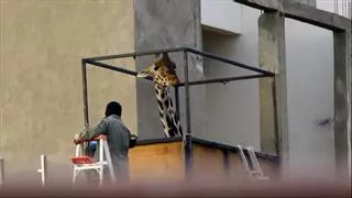 La jirafa Benito es trasladada a un nuevo hogar