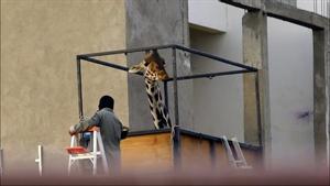 La jirafa Benito es trasladada a un nuevo hogar