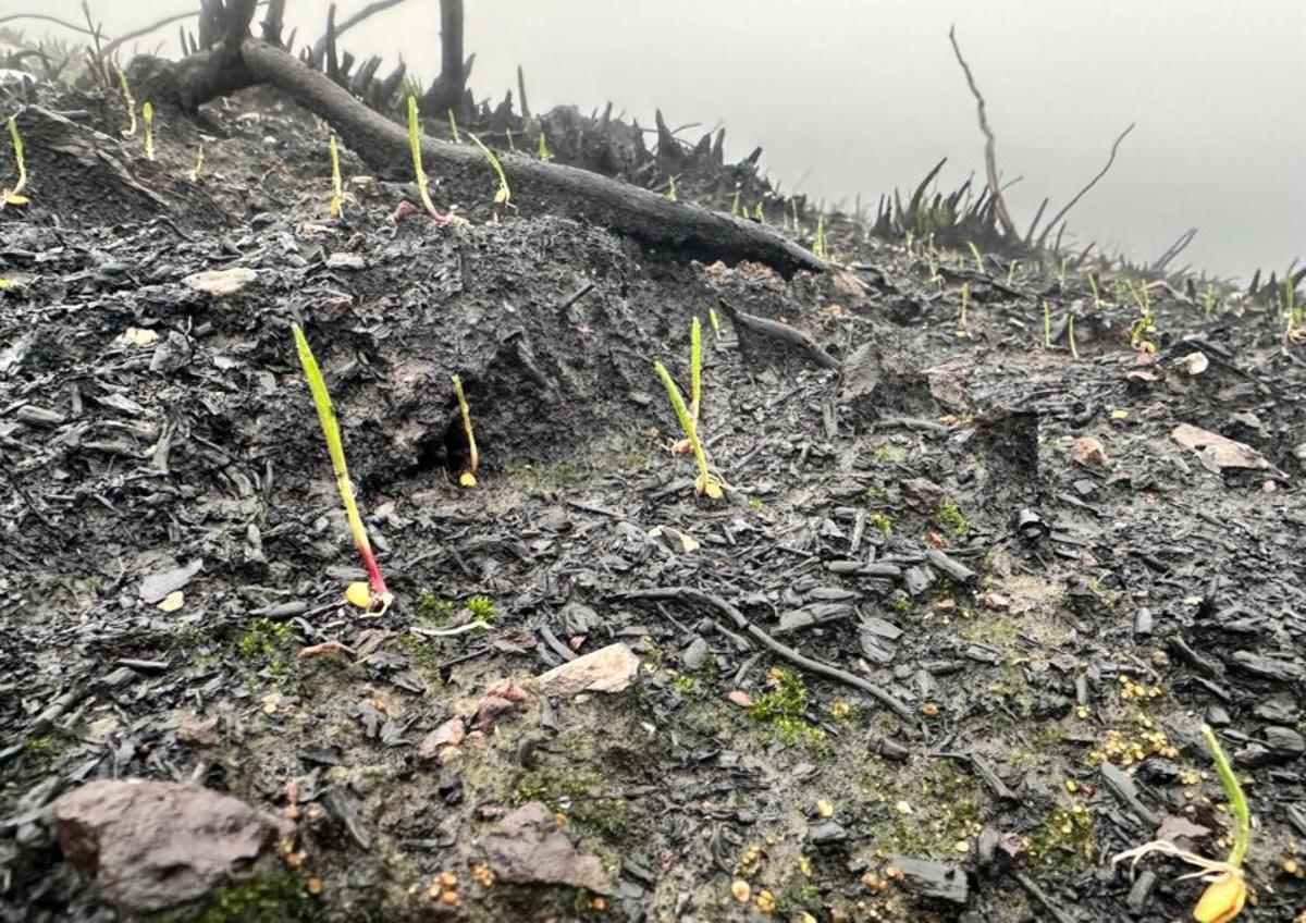 Brotes recién germinados de cereal, que hoy cubre la nieve.