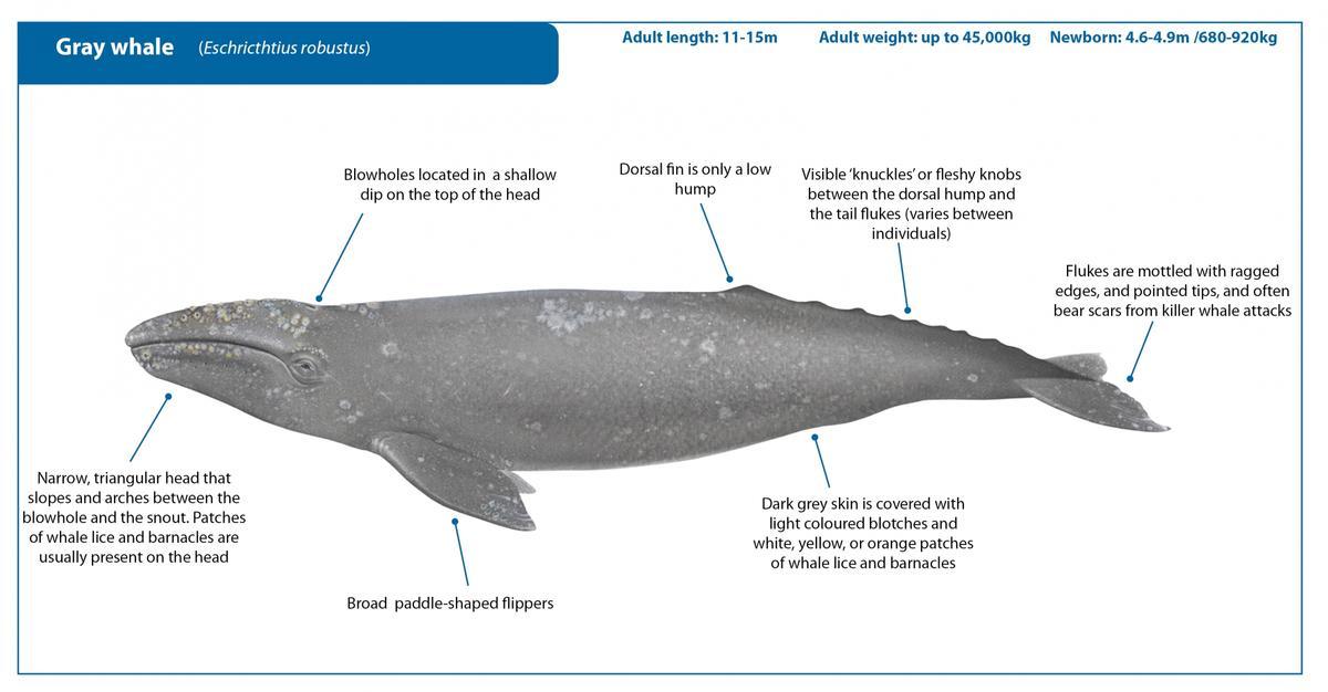 Esquema de una ballena gris