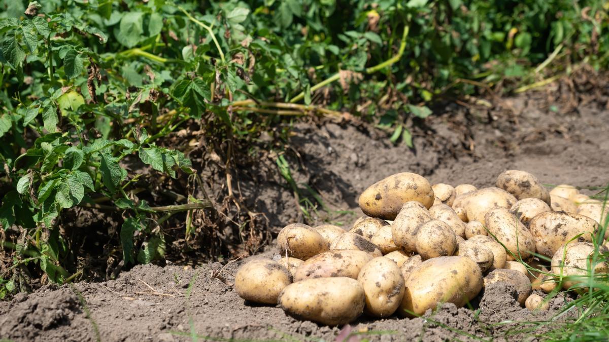 Las patatas llegaron de América.