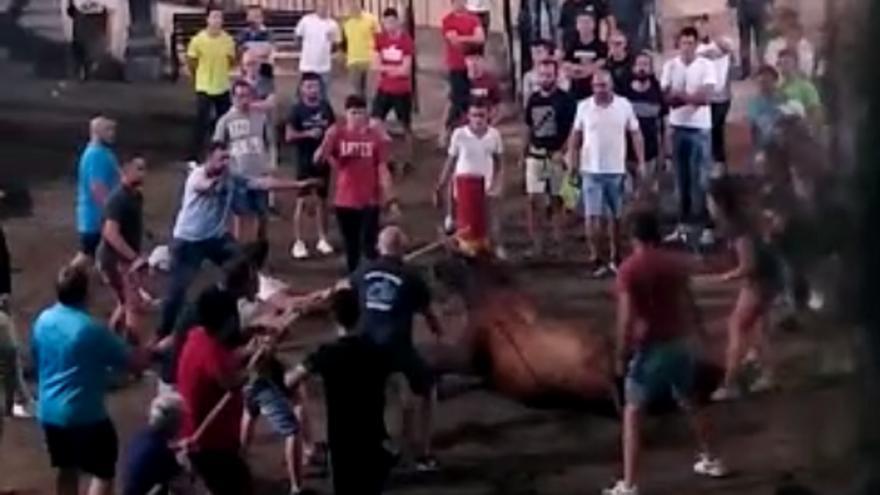 Muere un toro ensogado en los bous de Torás