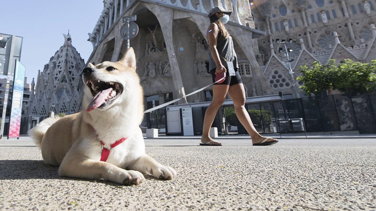 Una mujer pasea a su perro por los alrededores de la Sagrada Família, casi desiertos, el sábado 8 de agosto