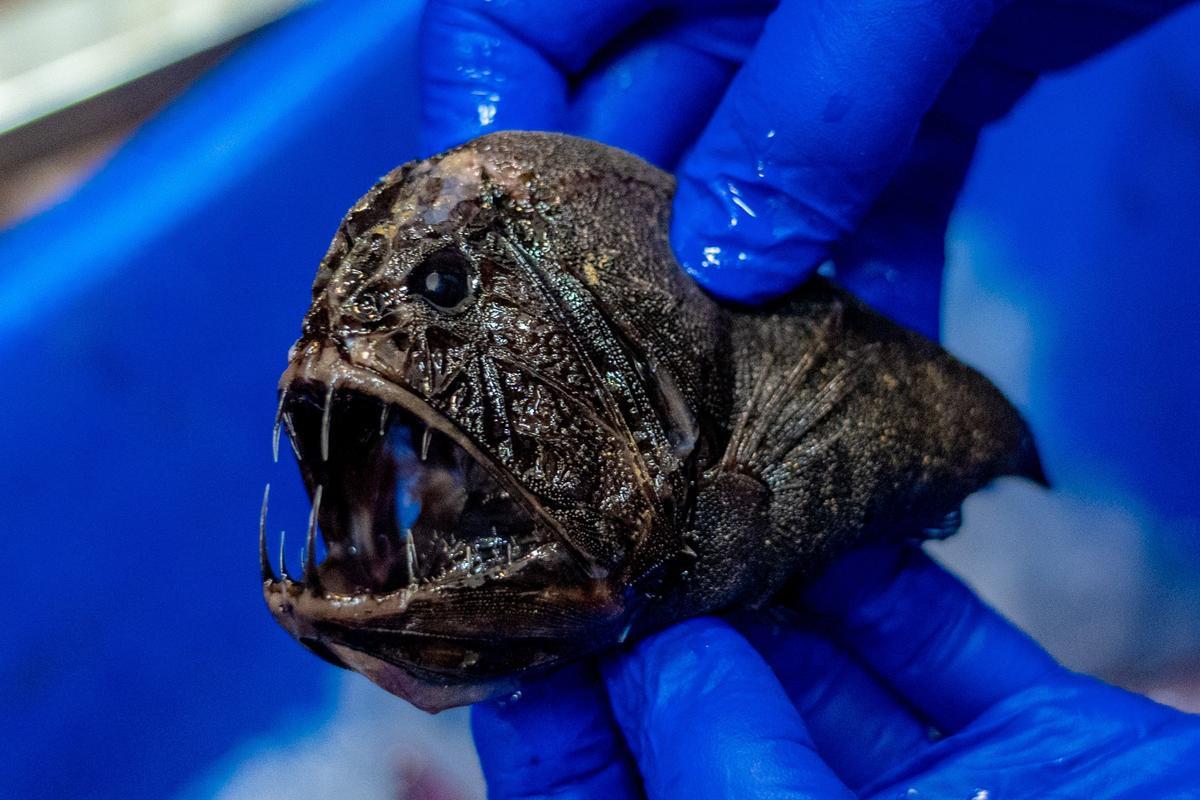 Troben una col·lecció d’estranyes criatures a les profunditats marines