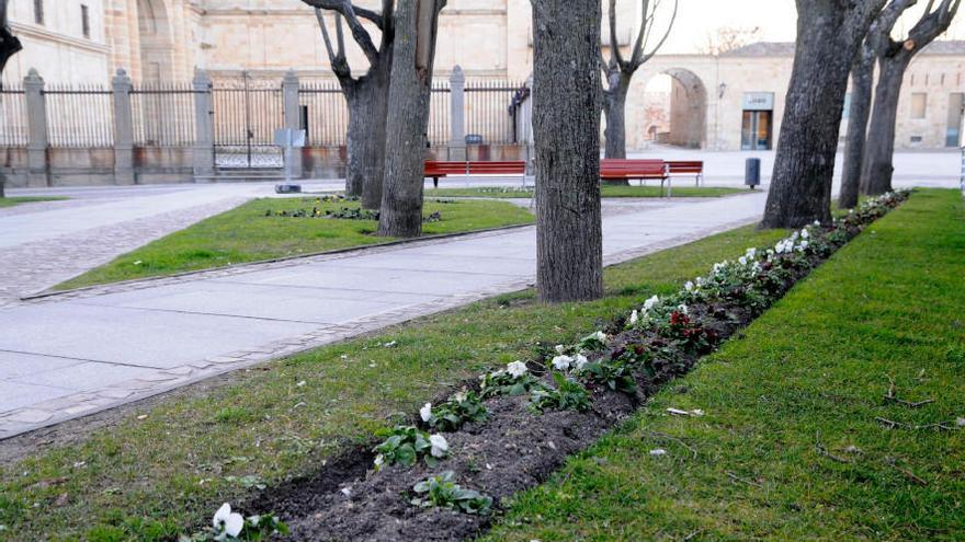 Jardines en la plaza de la Catedral de Zamora. |