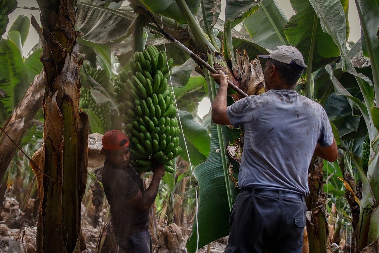 Agricultores recogen los plátanos de sus fincas llenas de ceniza del volcán en erupción en La Palma