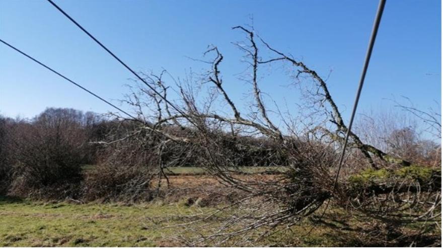 Un árbol cae sobre la línea aérea de Belesar dejando a, al menos, 6.000 usuarios sin suministro