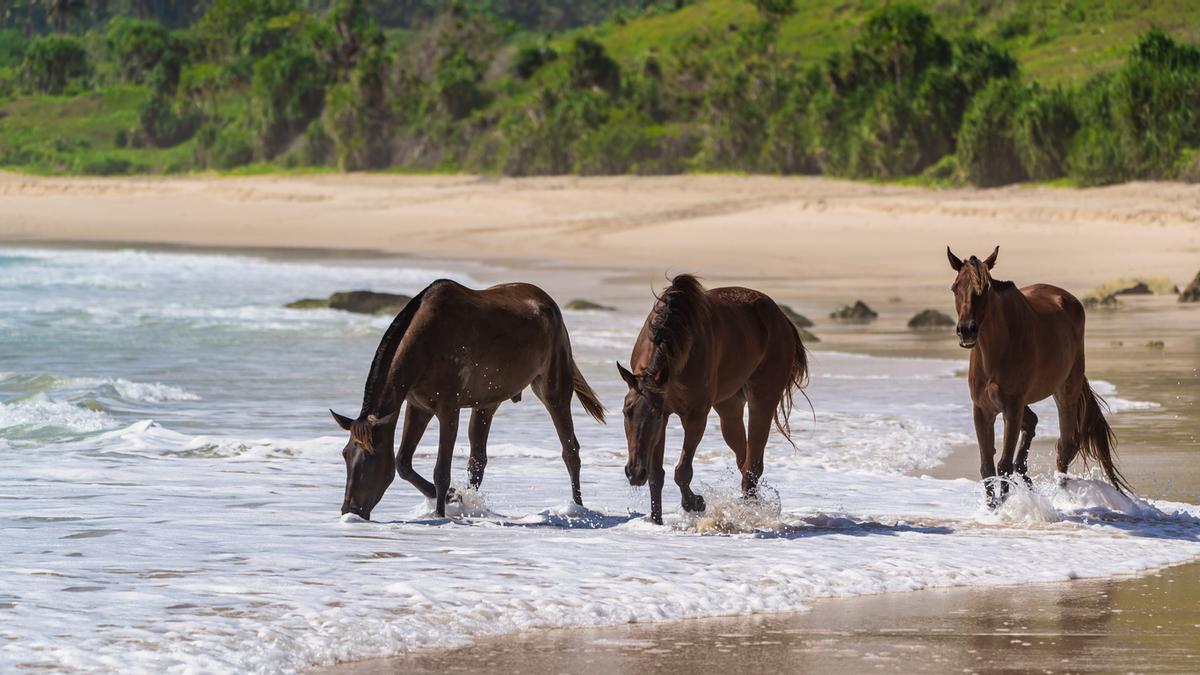 Los caballos de sándalo en la playa son un símbolo cultural y una experiencia icónica al amanecer y atardecer
