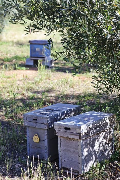 Der Regen im Mai hat den Pflanzen einen zweiten Frühling und den Bienen Pollen sowie Nektar beschert. Der Imker Gori Lladó umsorgt sie und experimentiert mit ökologischen Methoden und neuen Formen für