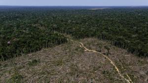 Un terreno deforestado en el estado brasileño de Amazonas.