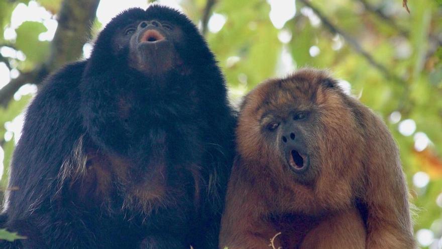Los monos son mejores cantores tiroleses que los humanos: la clave está en la laringe