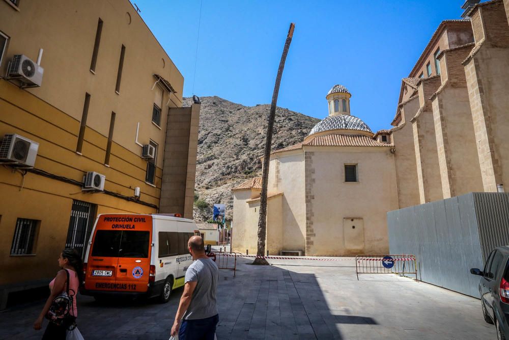 "La Carmen", de 24 metros de altura y 180 años, se ha quebrado pese a las advertencias de la Asociación Palmeral Vivo de que requería una poda urgente