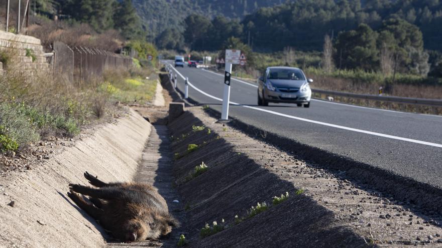 La sobrepoblación de jabalíes ya afecta a 46 de los 47 municipios de la Ribera