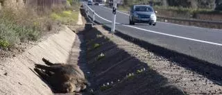 La sobrepoblación de jabalíes ya afecta a 46 de los 47 municipios de la Ribera