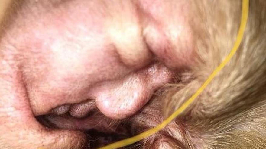 Se le aparece el rostro de Donald Trump en la oreja de su perro