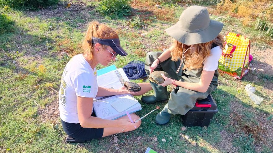 La alteración del cauce del Magro por la dana genera un nuevo hábitat para la tortuga autóctona