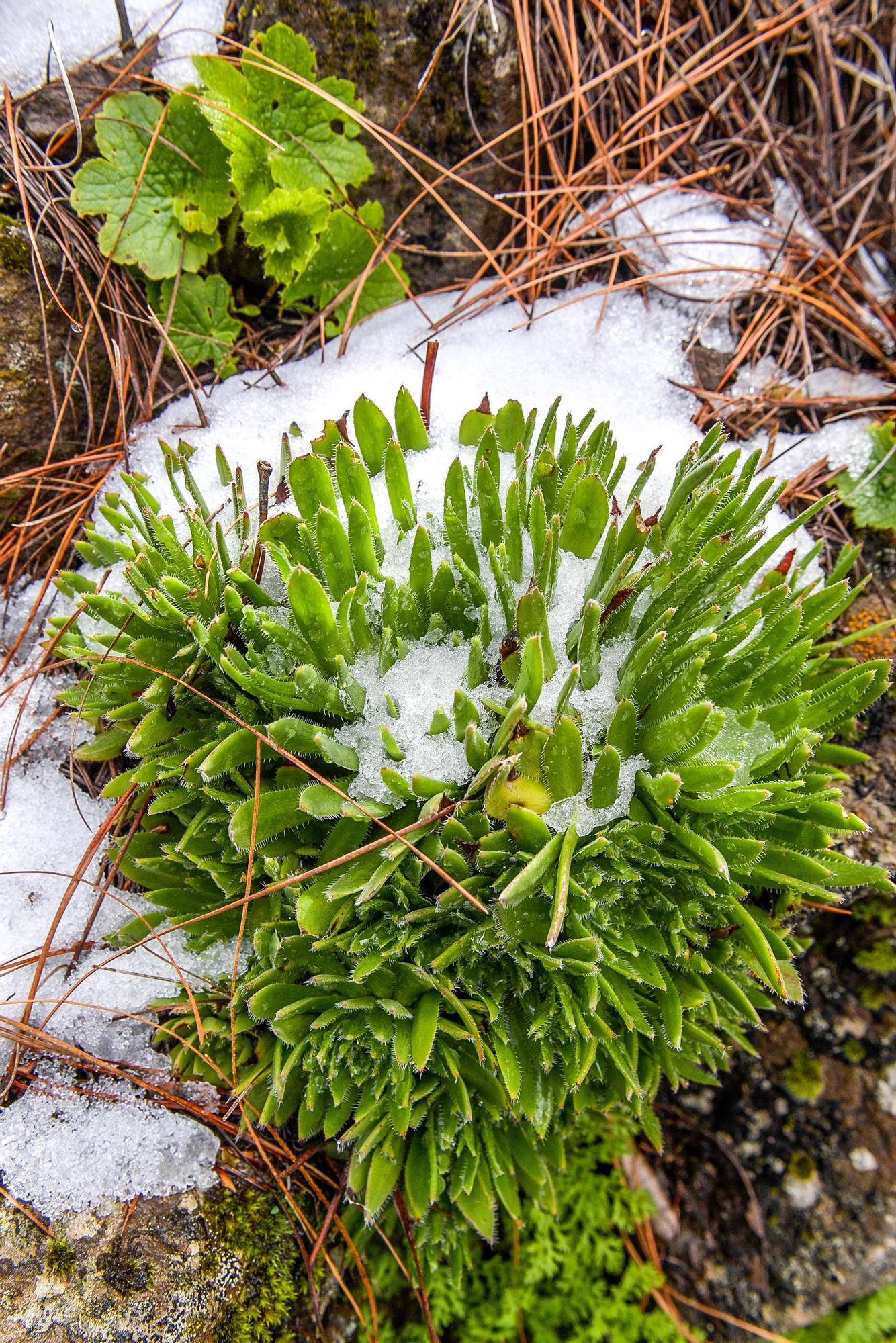 Nevada en Gran Canaria (16/02/23)