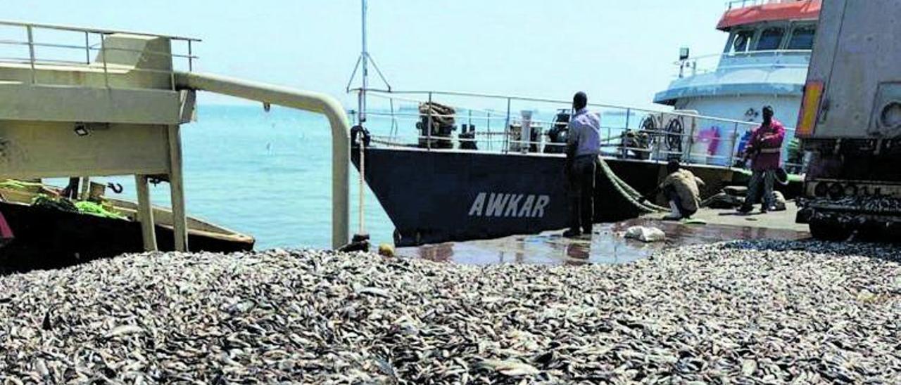 Un barco desembarca su captura de pequeños pelágicos en el suelo del puerto de Nuadibú.