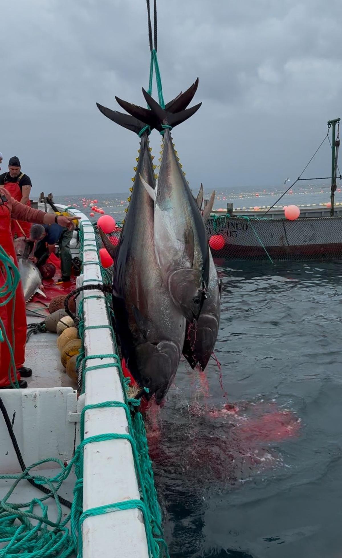 Una "levantá" en aguas del Estrecho supervisada por personal de Novomar Arousa.
