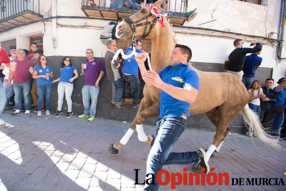 Caballo a pelo Caravaca (Desfile)