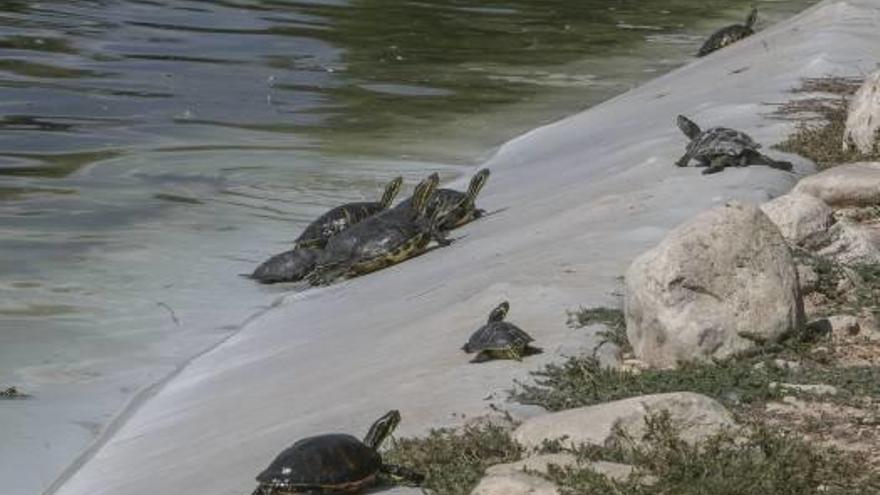 Un estanque colonizado por  las tortugas