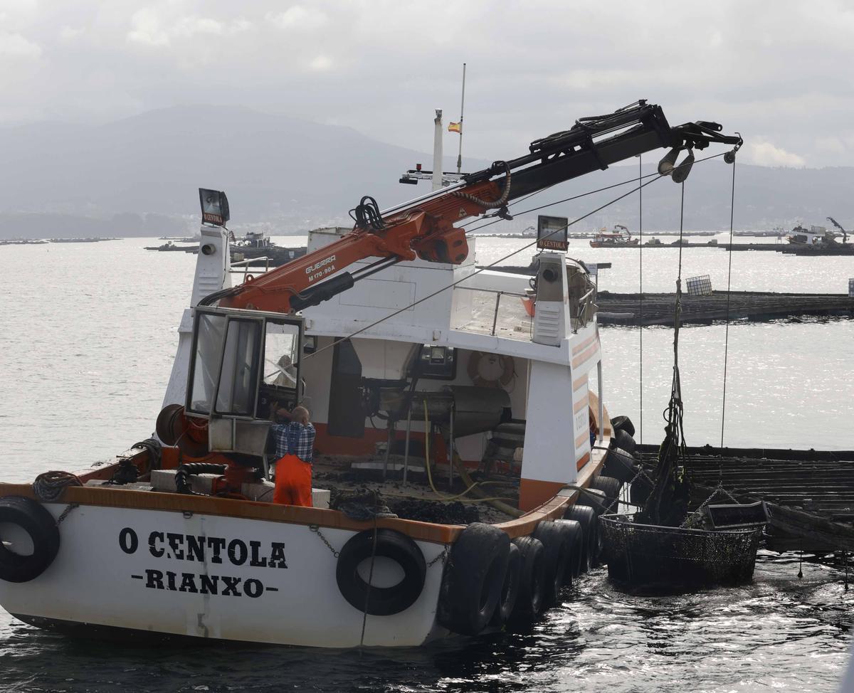 El trabajo en las bateas.