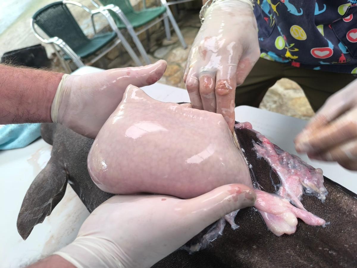 El hígado del animal, extraído tras la necropsia.