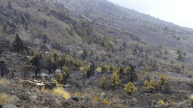 INTENTAN CONTROLAR EL FUEGO DE LA PALMA ANTES DE ...