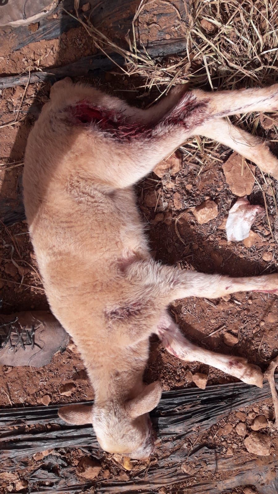 Dos perros matan a una docena de corderos en la finca de Puntiró