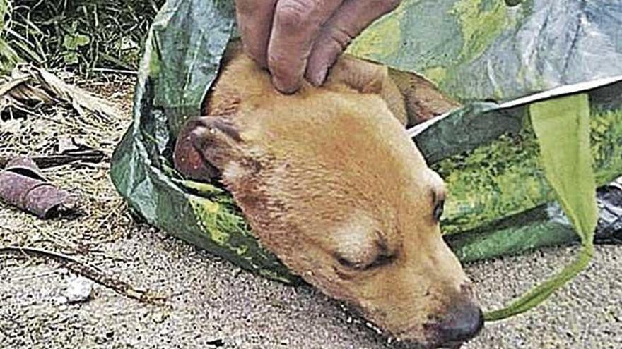 La perrita &#039;Vida&#039; cuando fue hallada dentro de un contenedor.