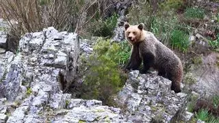 Catalunya ve aumentar el número de visitantes interesados en avistar osos en los Pirineos