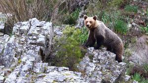 Un oso pardo.