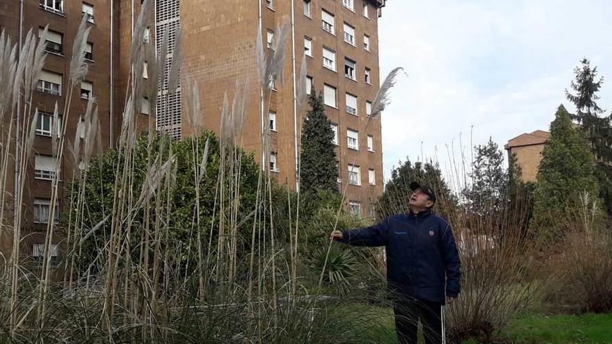 El representante vecinal, junto a una de las plantas sin cortar.