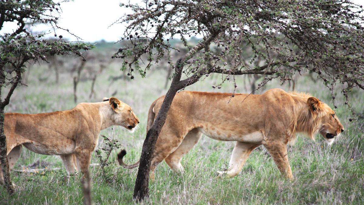 Ejemplares de leones africanos que habitan en las sabanas de Kenia.