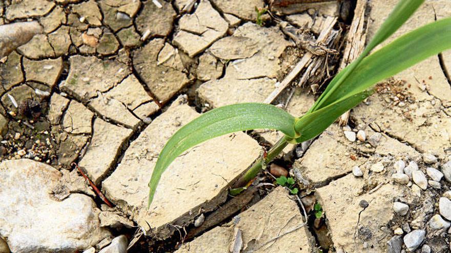 Auch Mallorca drohen wegen des Klimawandels lange Dürreperioden.