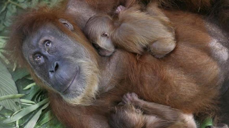 Los orangutanes maman casi hasta los nueve años