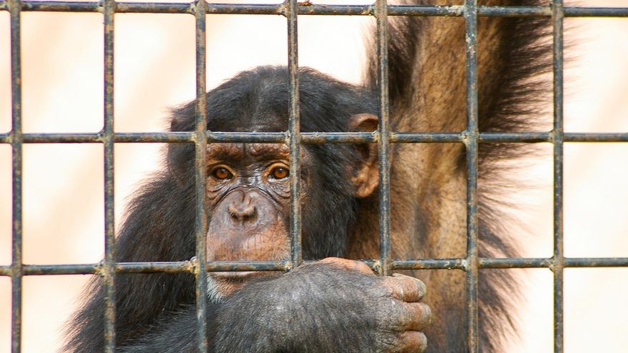 Quejas por la apertura de un nuevo zoo en Málaga, “un retroceso ético inaceptable”