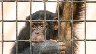 Quejas por la apertura de un nuevo zoo en Málaga, “un retroceso ético inaceptable”